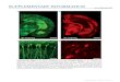 SUPPLEMENTARY INFORMATION · 2014. 11. 19. · SUPPLEMENTARY INFORMATION 4 | RESEARCH Supplementary Figure 4.Electron microscopic imaging of clarified mouse brain tissue: potential