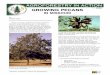 William Reid - University of Missouri · 2020. 2. 19. · University of Missouri Center for Agroforestry by William Reid Pecan is a large, beautiful tree that produces bountiful crops