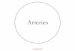 Arteries · 2020. 12. 8. · tuica adventitia (A)). scale bar =50 μm. Courtesy of Reema Al taweel. Thesis material supervised by Dr. Shatarat & Dr. Nafith Abu Tarboosh, 2018. Dep