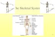 The Skeletal System7-3 THE AXIAL SKELETON •The axial skeleton consists of 80 bones in three regions: –The skull –The vertebral column –The bony thorax •The axial skeleton