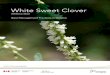 White Sweet Clover - Ontario Invasive Plant Council · 2020. 10. 26. · White Sweet Clover (Melilotus albus) is typically a biennial plant. This means it blooms in its second year