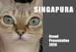 Singapura - Amazon Web Services · SINGAPURA • Singapura is the Malay word for Singapore • "Kucinta” is a combination of the Malay words kucing (cat) and cinta (love) means