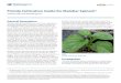Florida Cultivation Guide for Malabar SpinachFlorida Cultivation Guide for Malabar Spinach 2 apart, with 1 to 2 inches between seeds, and thinned to 6 inches between adjacent plants