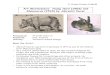 Art Masterpiece: Young Hare (1502) and Rhinoceros › cms › lib6 › AZ01001175...• Albrecht Durer was born in Germany in 1471 as one of 18 children (over 500 years ago!). •