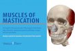 MUSCLES OF MASTICATION eBooks... · 2019. 1. 17. · muscles enable mastication (chewing) by pulling the mandible (jawbone) up towards the maxillae. Factoid! Humans’ jaws are able