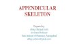 APPENDICULAR SKELETON - APPENDICULAR SKELETON â€¢The appendicular skeleton consists of : â€¢126 bones