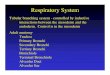 Respiratory System - Tulane Universityembryo/Lectures/exam 4/16... · 2006. 6. 26. · Mesogastrium and Falciform ligament of the liver. Diaphragm The Diaphragm separates the Common
