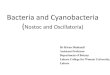 Bacteria and Cyanobacterialcwu.edu.pk/ocd/cfiles/Botany/Maj /Bot -102/BacteriaCyanobacteria.pdf · in the colonies can slide back and forth against each other until the whole mass