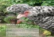 BRABANTER - Aviculture Europe · 2015. 6. 20. · Information on the BKU Club You can visit the website but you can also contact the secretary of the BKU-Club: Jan Jore. His email