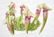 Sarracenia - The Billy Showell School of Botanical Art · Billy Showell brushes size 4 & 6. Billy Showell eradicator All brushes available from billyshowell.com An old brush for mixing