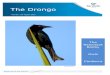 The Drongo - BirdLife Townsville · 2020. 3. 14. · The Drongo August 2015 2 FROM THE PRESIDENT I represented the branch at Network Forum in Melbourne in May. The forum gives all