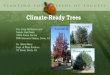 Climate-Ready Treesclimatereadytrees.ucdavis.edu/wp-content/uploads/...Dalbergia sissoo; India) Experimental Design • Control plot UCD (48) • 4 Sacramento parks (24 at each) •