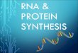 RNA & Protein synthesis - Jaguar Biologyjaguarbiology.weebly.com/.../rna___protein_synthesis.pdfTRANSLATION: 2ND STEP IN PROTEIN SYNTHESIS •As each codon of mRNA moves through the
