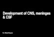 Development of CNS, meninges & CSF...CNS UCLA, PE Neural tube Primary brain vesicles Secondary brain vesicles . The Meninges - Skull Dura mater{ Arachnoid mater Pia mater Brain. Grey