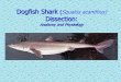 Dogfish Shark Dissection › Downloads › Dogfish3.pdfshark "pup. •At birth the young are about 23 to 29 centimeters long. This type of development, where the young are born as