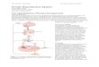 CBI203 PHYSIOLOGY 2003 - Duke University · Web viewFemale Reproductive System Mimi Jakoi, PhD David Schomberg, PhD Jennifer Carbrey, PhD The Hypothalamus-Pituitary-Gonad al Axis