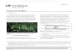 Adult female Texas citrus mite. - University of Floridaufdcimages.uflib.ufl.edu/IR/00/00/16/55/00001/CH02200.pdf · 2013. 3. 19. · Spider Mite Control Recommendations Biological