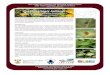 ARC PPRI FACT SHEETS ON INVASIVE ALIEN PLANTS AND … Sheets Library... · 2014. 8. 18. · The lacebug, Carvalhotingis hollandi Drake, has been released as a biological control agent