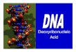 Deoxyribonucleic Acidstaffweb.psdschools.org/shunter/Bioweb/DNA Protein Synth...DNA I. General Information A. Nucleic acid = acid found in nucleus B. F(x)s 1. Carries & transmits genetic