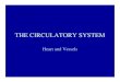 THE CIRCULATORY SYSTEMTHE CIRCULATORY SYSTEMfacultymembers.sbu.ac.ir/rajabi/ppt toPDF/CIRCULATORY...Basic Structure of CirculatoryBasic Structure of Circulatory System • Tunica intima