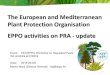 The European and Mediterranean Plant Protection ...€¦ · Vectors: leafhoppers or planthoppers Asymmetrasca decedens ... Russia, as well as the Near East and Central Asia • Phytosanitary