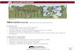 Invasive/Exotics Critter Sheet: Melaleuca...Melaleuca (Melaleuca quinquenervia) Instant ID • Evergreen tree up to 100 feet tall • Papery bark that flakes easily • Narrow leaves