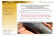 29 August 2014 Diamond Drilling intersects feeder No. of ...Diamond drill hole confirms copper and gold associated with ... This correlation between magnetite alteration and copper