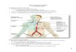 The Lymphatic System Dr. Gary Mumaugh Lymphatic System: …drmanatomy.weebly.com/.../15477822/21_-_lymphatic_system.pdf · 2020. 2. 26. · The Lymphatic System Dr. Gary Mumaugh Lymphatic