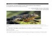 European firebellied toad (Bombina bombina...1 European firebellied toad (Bombina bombina) Ecological Risk Screening Summary U.S. Fish & Wildlife Service, April 2016 Revised, March