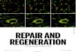 Downloaded from - Sciencescience.sciencemag.org/content/sci/356/6342/1020.full.pdf1020 9 JUNE 2017 • VOL 356 ISSUE 6342 sciencemag.org SCIENCEREPAIR AND REGENERATION By Beverly A