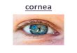 Corneaesh.gov.sy/PublicFiles/File/cornea course/Anatomy... · 2019. 9. 4. · of cornea •Sugar residues of plasma membrane glycoprotein and glycolipids : wound healing ,attachment