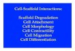 Cell-Scaffold Interactions: Scaffold Degradation Cell ......1/2 = 0.718 d Open-cell tetrakaidecahedron ... the scaffold! Contractility of Cells" • Biological cells can contract a