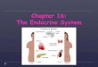 Chapter 16: The Endocrine Systemjkilfoyle.weebly.com/.../anatomy_10_lecture_-_endocrine.pdfObjectives Define the terms endocrine and exocrine. Describe the physiology of hormones including