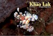 Khao Lak Thailand’s - X-Ray International Dive Magazinexray-mag.com/pdfs/xray62/X-Ray62_part2_locked.pdf · 2018. 3. 5. · Khao Lak. Khao Lak. I wasn’t even supposed to be in