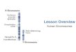 Human Chromosomes - WordPress.com...2014/04/14  · Human ChromosomesLesson Overview Sex Chromosomes This Punnett square illustrates why males and females are born in a roughly 50