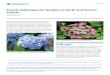 French Hydrangea for Gardens in North and Central Florida · 2017. 1. 18. · French Hydrangea for Gardens in North and Central Florida 2 French hydrangea has long been valued as