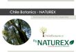 Chile Botanics - NATUREX · 2019. 12. 19. · NATUREX-CHILE BOTANICS Finales 2013. Chile Botanics S.A se une con NATUREX S.A. Aumento de capital. Construccion de nueva planta con