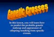 In this lesson, you will learn how to predict the probable ......In this lesson, you will learn how to predict the probable genetic makeup and appearance of offspring resulting from