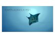 Keynote - Marine Vertebratesearthtoreilly.com/documents/topic-6/Keynote... · 2020. 3. 26. · CARTILAGINOUS FISH • Cartilaginous Fish Characteristics: • Placoid Scales - tiny