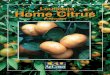 Louisiana Home Citrus - LSU AgCenter€¦ · 2 Introduction Citrus should be included in all home orchards and landscapes where it can be successfully grown. The dif-ferent types