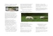 White Gold in the Charolais. Today, with a Constantia Valley · 2018. 9. 7. · Charolais Herd Book in 1864 the breed became even more important, and in 1907 there were already 1