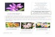 The INFLORESCENSE - South Bay Orchid Society · 2020. 9. 1. · The INFLORESCENSE “Orchids for Amateurs” South Bay Orchid Society, Inc. P.O. Box 3793 Torrance , CA 90510-3793