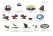 Bird Catalog Page 31 to 40 dated 5 11 2011 pdf Catalog Page 31 to 40 dated 5 11 201… · Eagle Crain Eagle Falcon Eastern Rosella 2010 NCLPTC Randy Susuck (VA) Randy Susuck(VA) PTCP