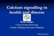 Calcium signalling in health and disease · Transfer to mouse induces degeneration of motor neurons, increase in calcium containing organelles (Pullen et al. 2004) Apoptotic cell