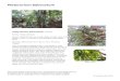 Platycerium bifurcatum - WordPress.com · 2016. 3. 23. · Platycerium bifurcatum Platycerium bifurcatum: Elkhorn Family: Polypodiaceae Genus: Platycerium from Greek platys ‘broad,