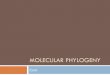 Molecular phylogeny - bioinformatics.p.lodz.plbioinformatics.p.lodz.pl/L4_Mol phyl cont.pdf · model of evolution (user determine probability a priori of such parameters as: tree