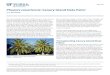 Phoenix canariensis: Canary Island Date Palm...ENH-598 Phoenix canariensis: Canary Island Date Palm1 T. K. Broschat2 1. This document is ENH-598, one of a series of the Environmental