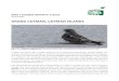 GRAND CAYMAN, CAYMAN ISLANDS - Bongariliitto · 2016. 12. 9. · BIRD TOURISM REPORTS 7/2016 Petri Hottola GRAND CAYMAN, CAYMAN ISLANDS Fig. 1. An Antillean Nighthawk, one of the