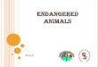 ENDANGERED ANIMALS · CLIMATE CHANGE AND ANIMALS Climate change has a widespread impact across the globe, especially on animal species. Animals from all different regions and habitats