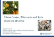 Citrus Canker, Alternaria and Scab Diseases of Citrusnwdistrict.ifas.ufl.edu/phag/files/2019/04/Dewdney... · 2019. 4. 23. · –Particularly bad in young blocks, especially if high